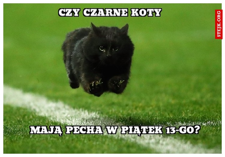 czy czarne koty