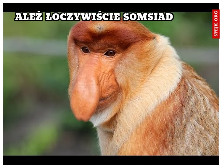 ależ łoczywiście somsiad