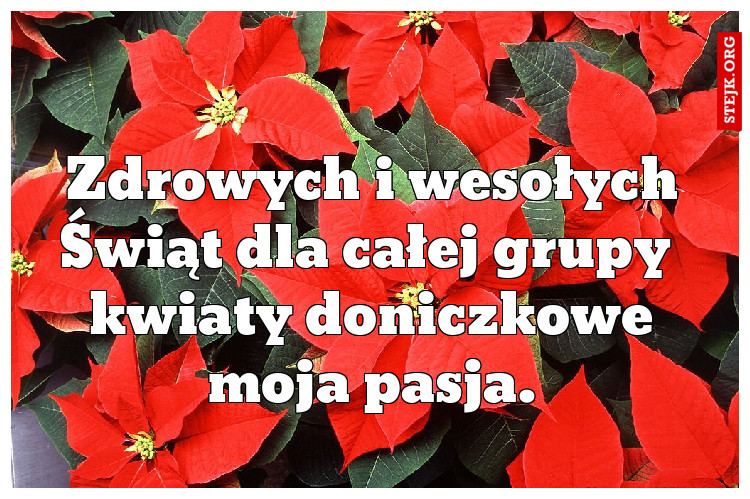 Zdrowych i wesołych Świąt dla całej grupy  kwiaty doniczkowe moja pasja.