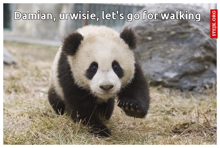 Damian, urwisie, let's go for walking