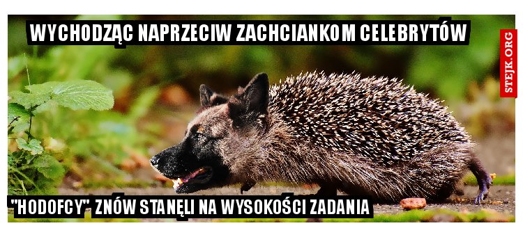 wychodząc naprzeciw zachciankom celebrytów 
