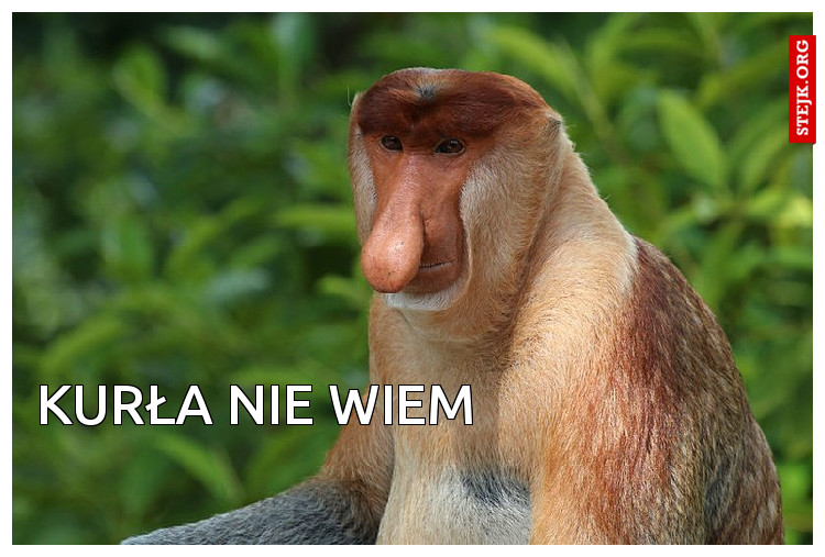 KURŁA NIE WIEM
