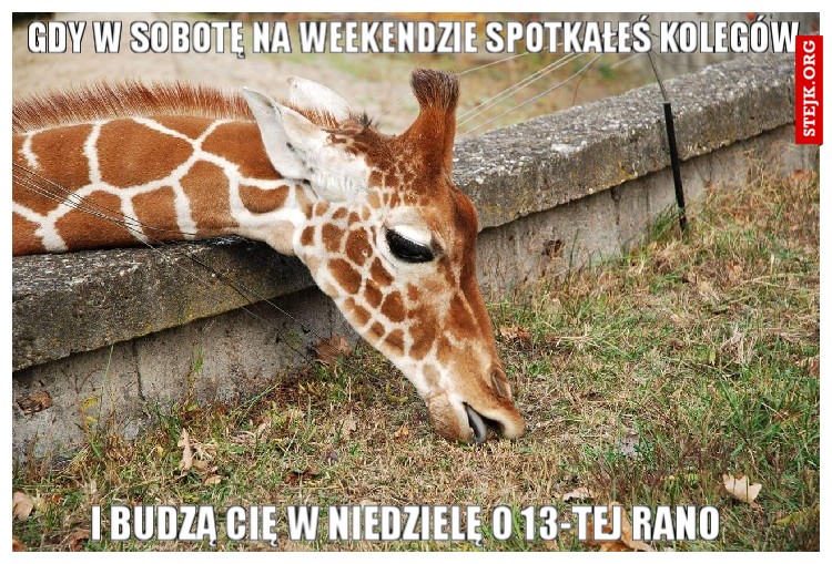 Gdy w sobotę na weekendzie spotkałeś kolegów