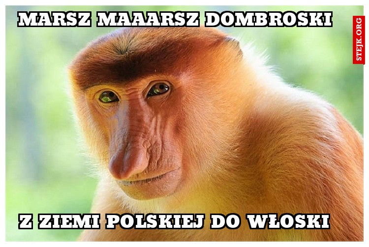 marsz maaarsz dombroski