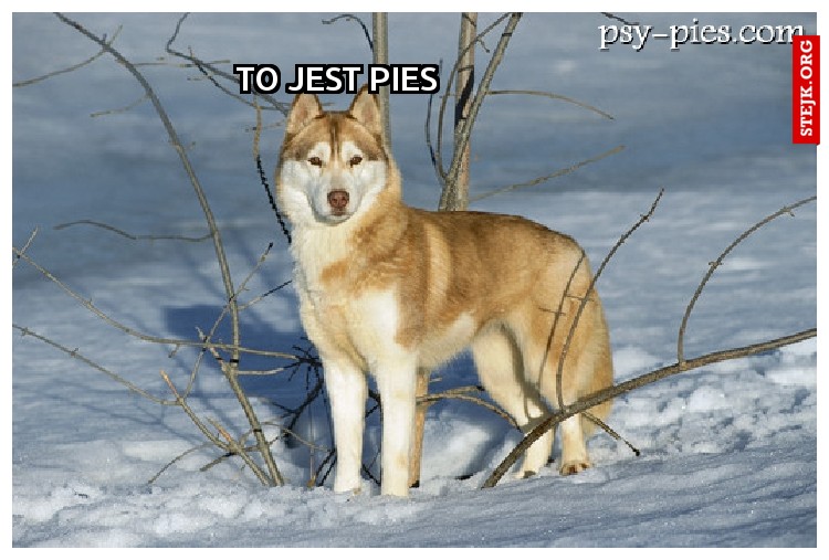 To jest pies