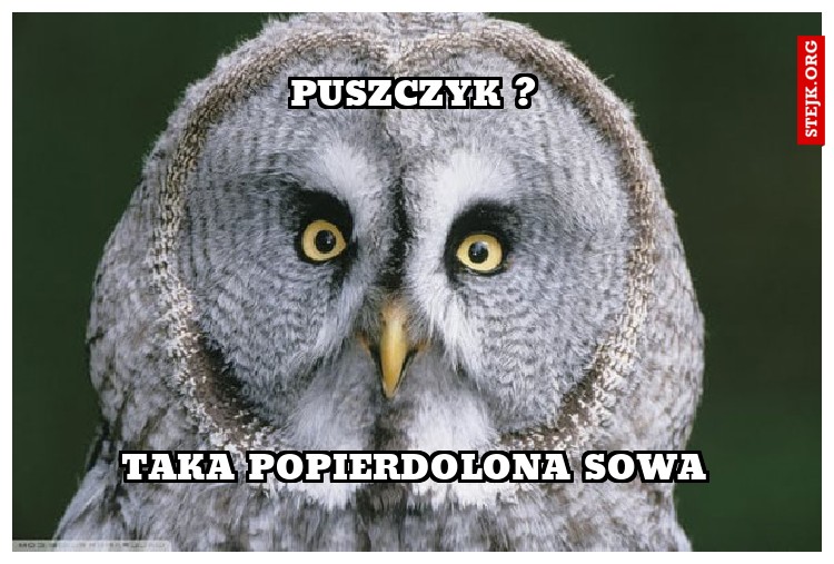 PUSZCZYK ?