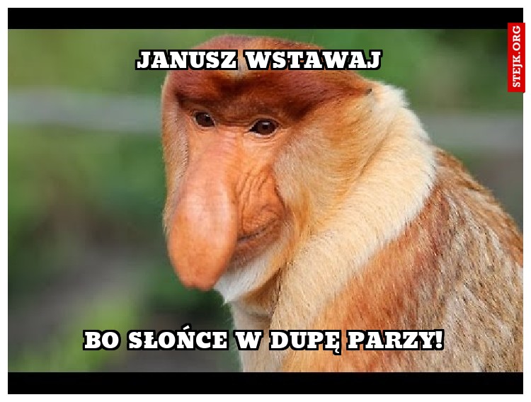 Janusz wstawaj 