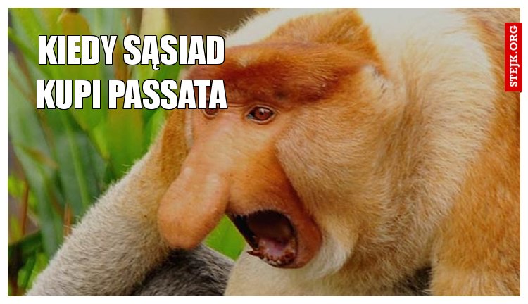 kiedy sąsiad kupi passata