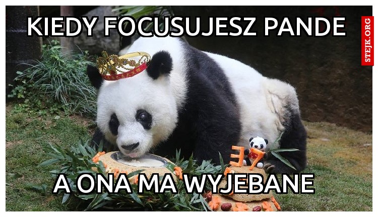 KIEDY FOCUSUJESZ PANDE