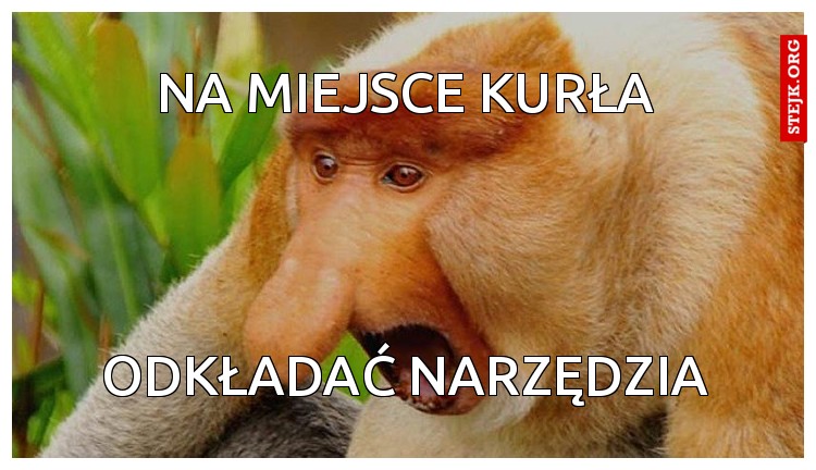 na miejsce kurła