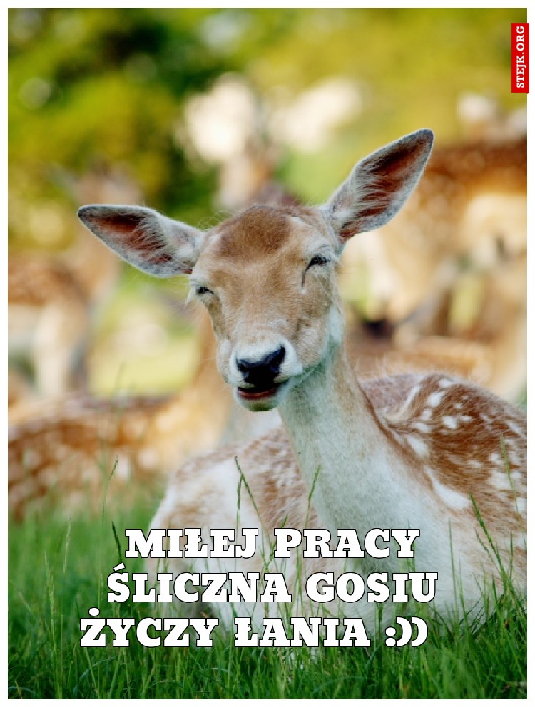 MIŁEJ PRACY ŚLICZNA GOSIU życzy ŁANIA :))   