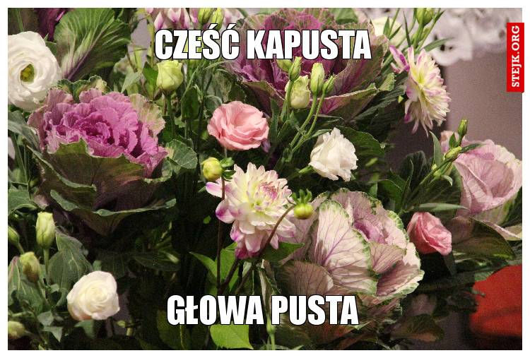 cześć kapusta