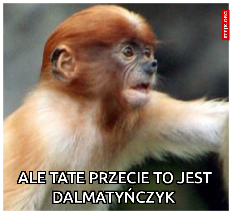 Ale Tate przecie to jest dalmatyńczyk 