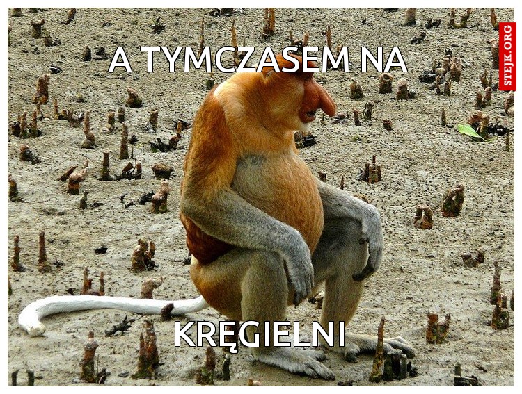 A TYMCZASEM NA