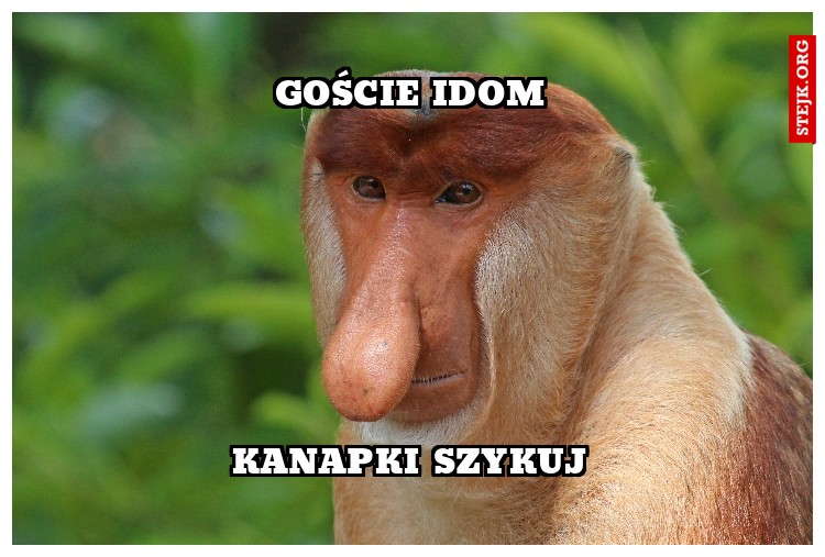 goście idom