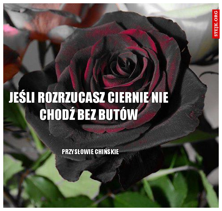 Jeśli rozrzucasz ciernie nie chodź bez butów