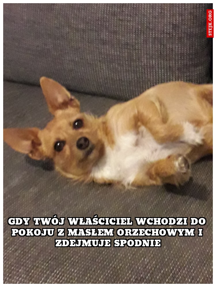 Gdy twój właściciel wchodzi do pokoju z masłem orzechowym i zdejmuje spodnie