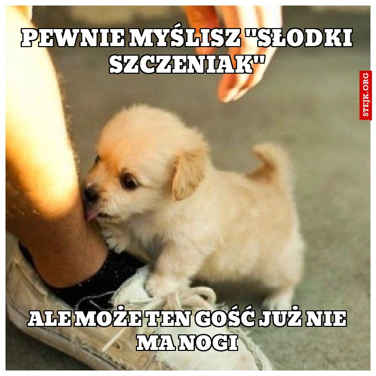 Pewnie myślisz "słodki szczeniak"