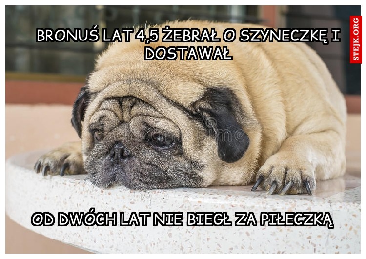 Bronuś lat 4,5 Żebrał o szyneczkę i dostawał
