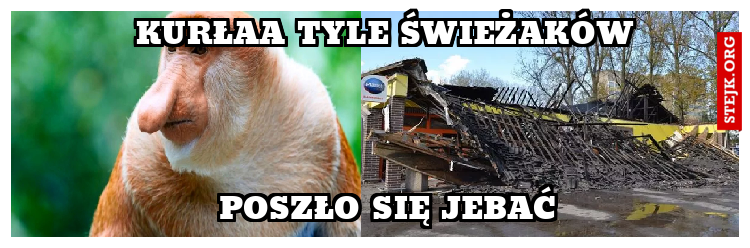 Kurłaa tyle świeżaków