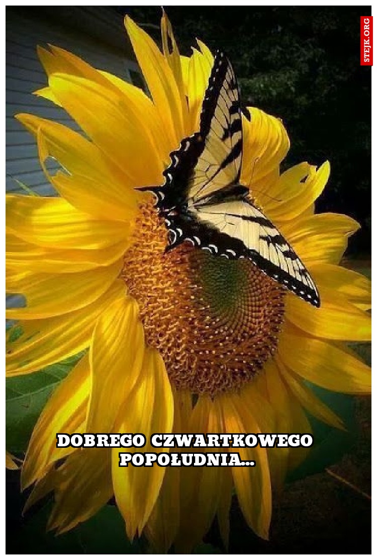 Dobrego czwartkowego popołudnia...