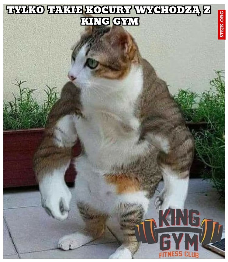 Tylko takie kocury wychodzą z king gym