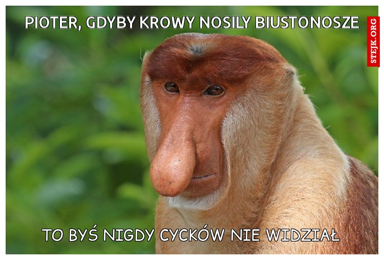 Pioter, gdyby krowy nosily biustonosze