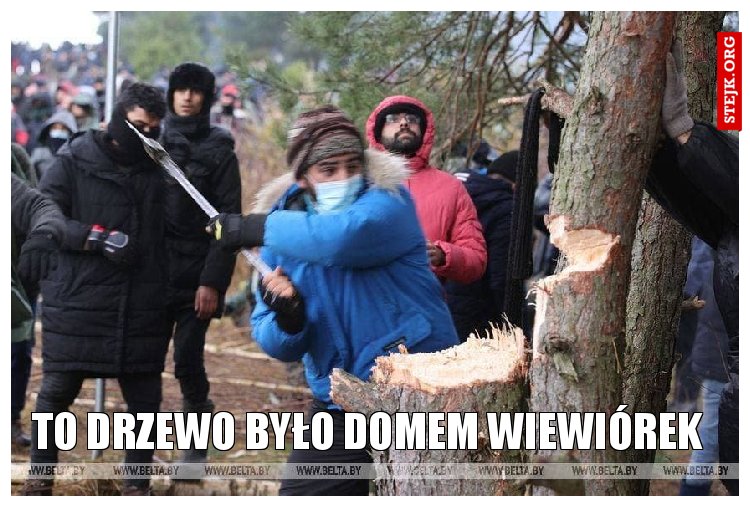 To drzewo było domem wiewiórek
