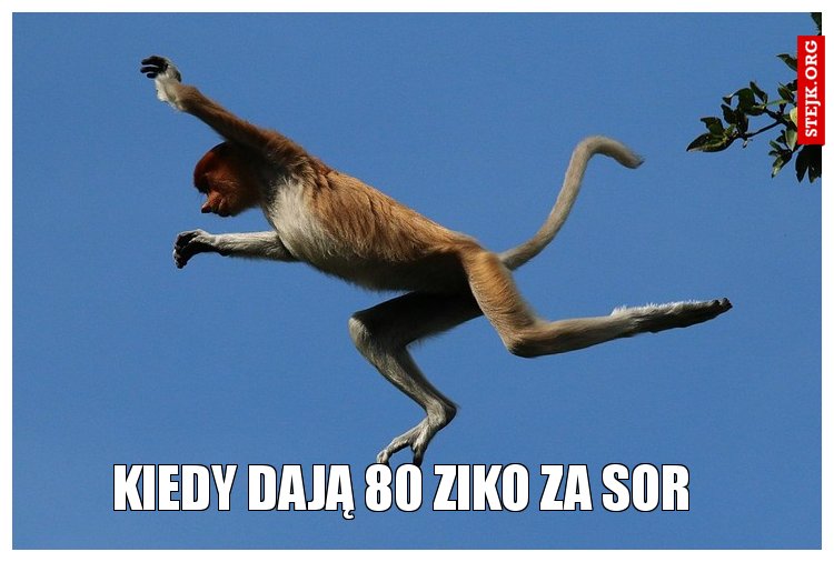 Kiedy dają 80 ziko za SOR