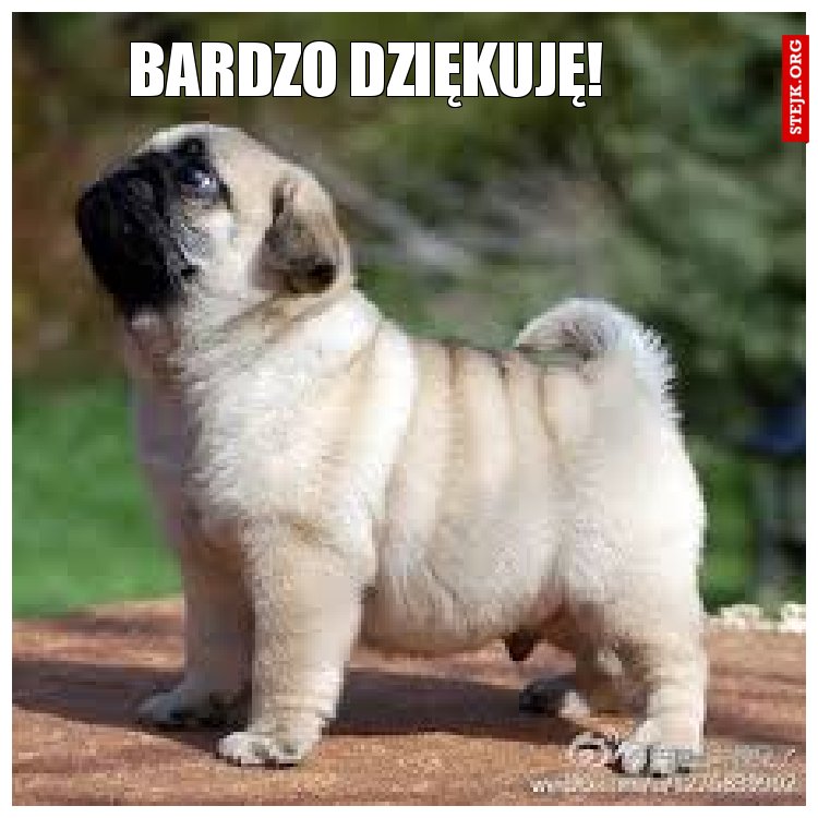 Bardzo dziękuję!