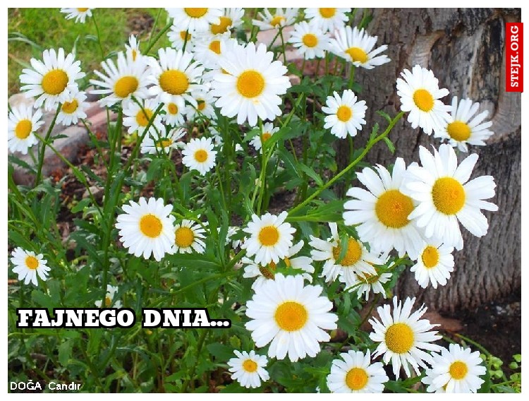 fajnego dnia...