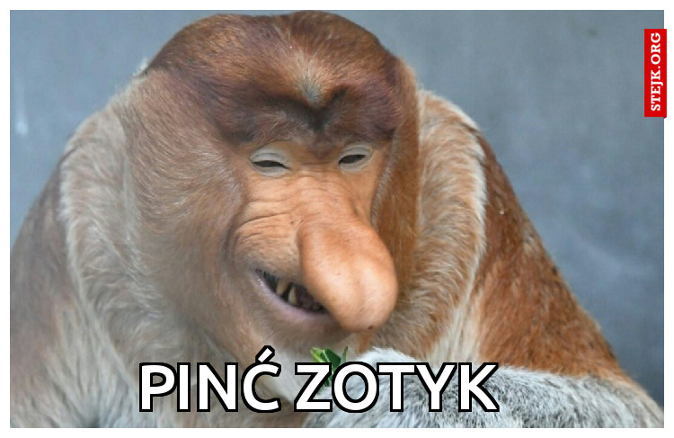 Pinć zotyk 