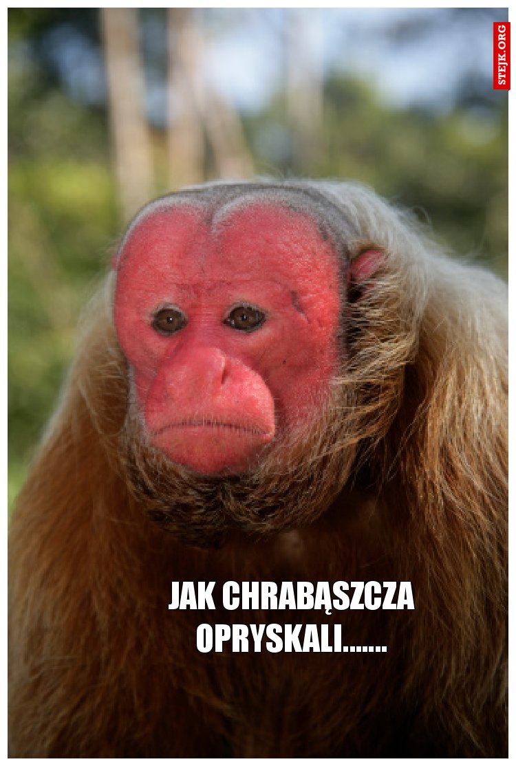Jak chrabąszcza opryskali.......