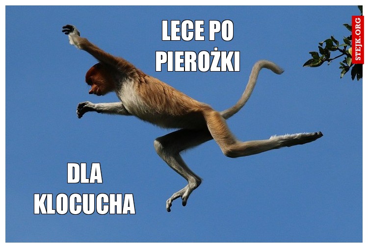 Lece po pierożki