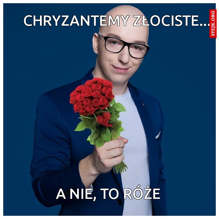 CHRYZANTEMY ZŁOCISTE...