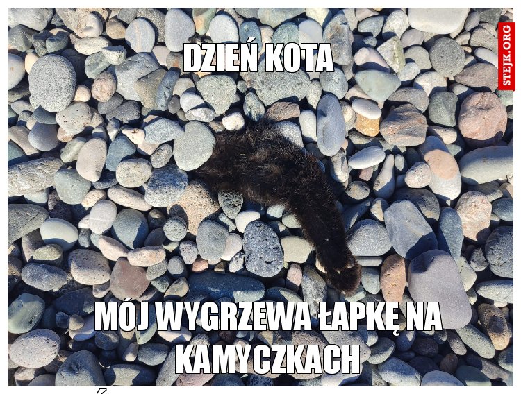 Mój wygrzewa łapkę na kamyczkach