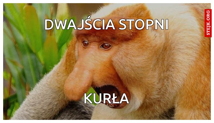 Dwajścia stopni