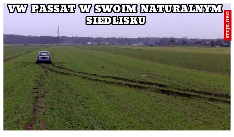 vw passat w swoim naturalnym siedlisku