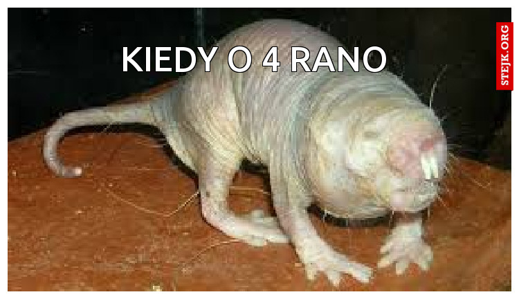 Kiedy o 4 rano 
