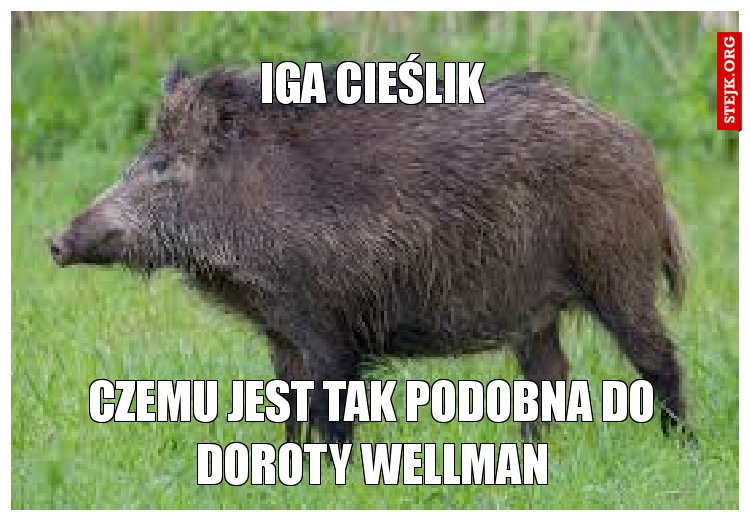 Iga cieślik