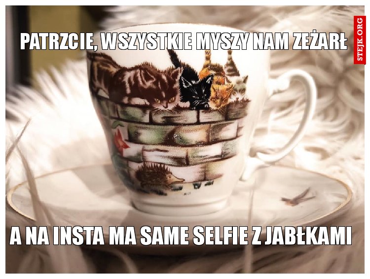 patrzcie, wszystkie myszy nam zeżarł