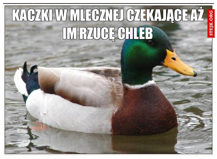 kaczki w mlecznej czekające aż im rzucę chleb