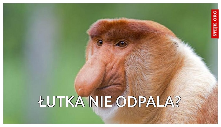 Co tam somsiedzie