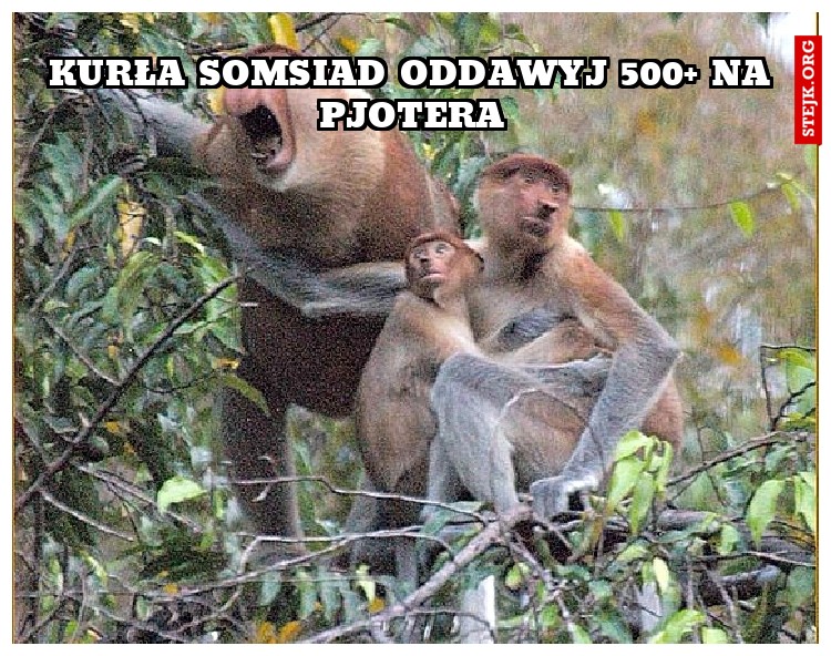 Kurła somsiad oddawyj 500  na Pjotera