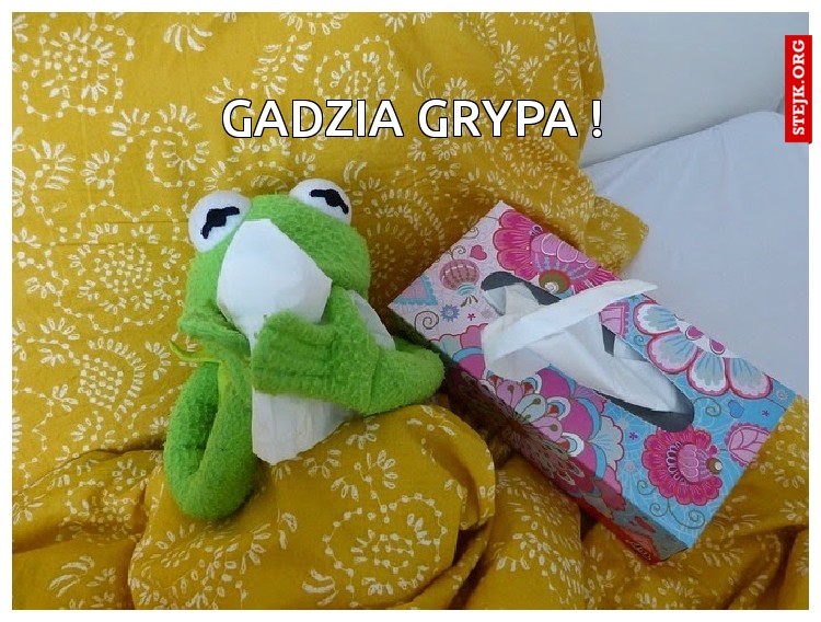 Gadzia grypa !