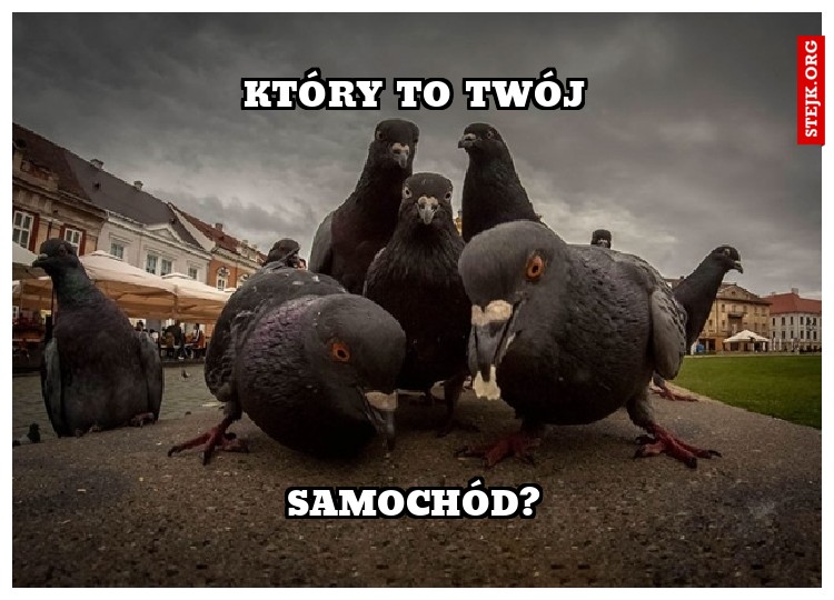 który to twój
