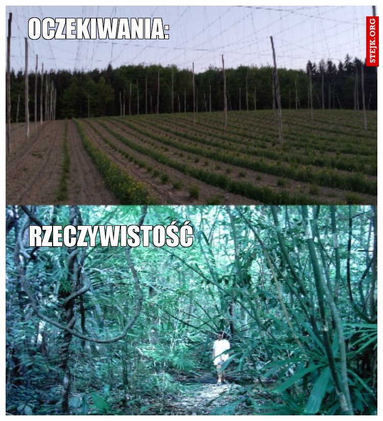 Chmiel w zjebeneken