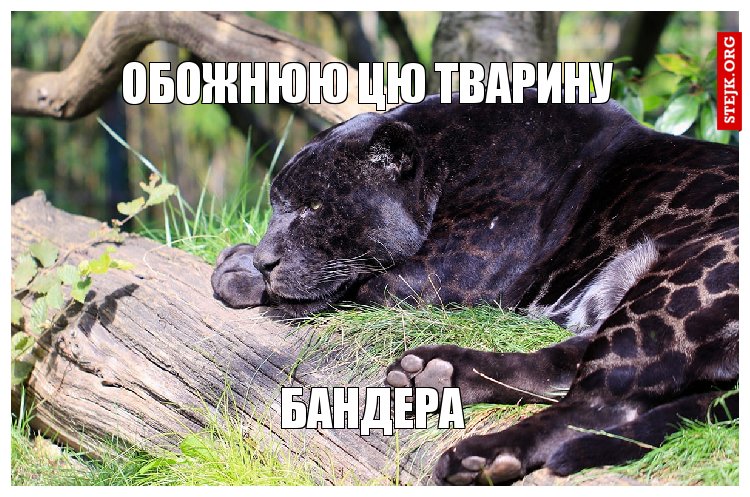 ОБОЖНЮЮ ЦЮ ТВАРИНУ 