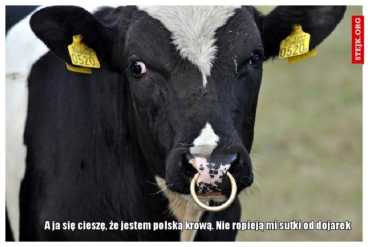 A ja się cieszę, że jestem polską krową. Nie ropieją mi sutki od dojarek 