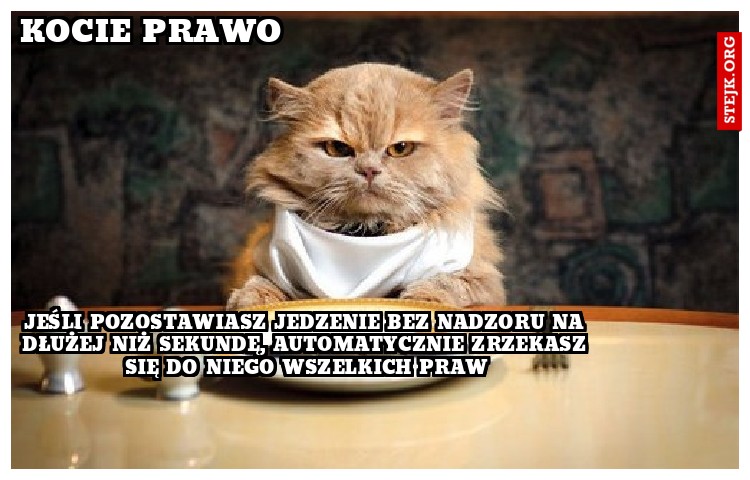 kocie prawo